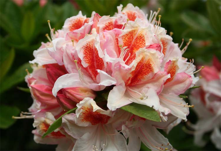 Rhododendron gibrid ‘Jock Brydon’