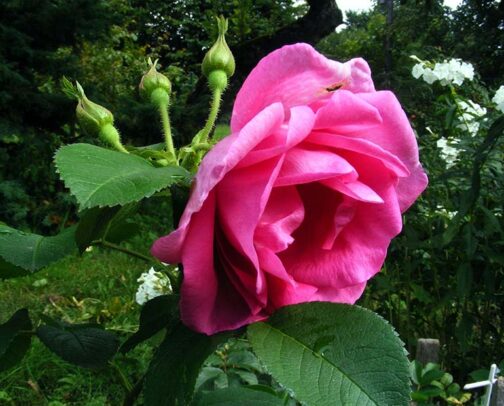 роза лидия фреймане
