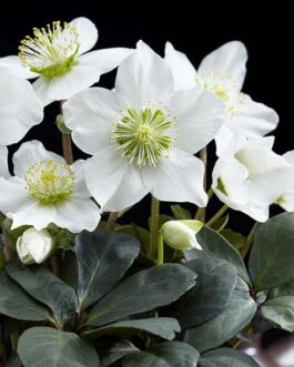 Морозник черный