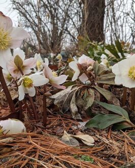 Морозник черный