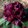 Rhododendron hybrid “Polarnacht”