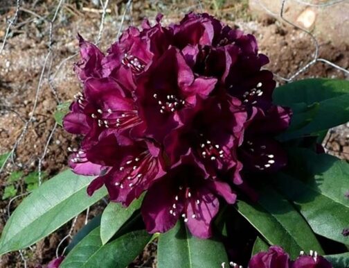 Rhododendron hybrid “Polarnacht”