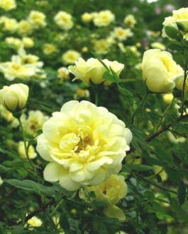 Роза “Уильямс Дабл Еллоу”