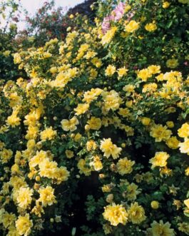 Роза “Уильямс Дабл Еллоу”