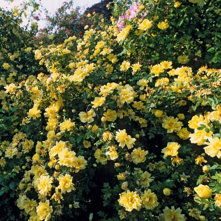 Роза Williams' Double Yellow