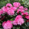 Rhododendron yakushimanum “Excelsior”
