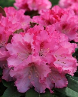 Rhododendron yakushimanum “Excelsior”