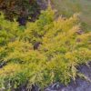 Juniperus x media 'Gold Star'