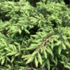 Juniperus communis 'Green carpet'