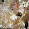 Rhododendron yakushimanum “Percy wiseman”