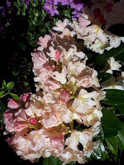 Rhododendron yakushimanum “Percy wiseman”