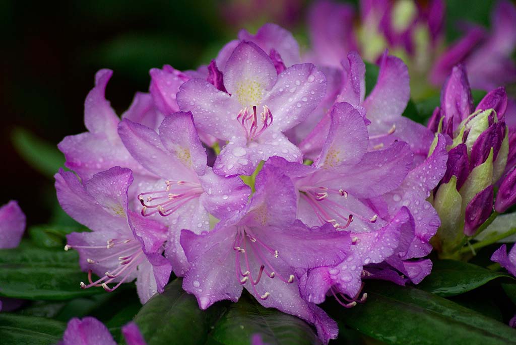 azalia. rhododendron