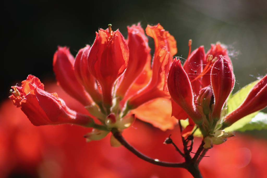 azalia. rhododendron