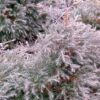 Thuja occidentalis 'Ericoides'