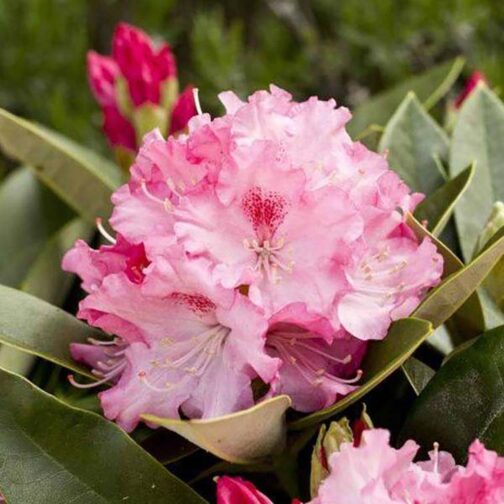 Rhododendron yakushimanum “Excelsior”