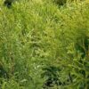 Thuja occidentalis 'Ericoides'